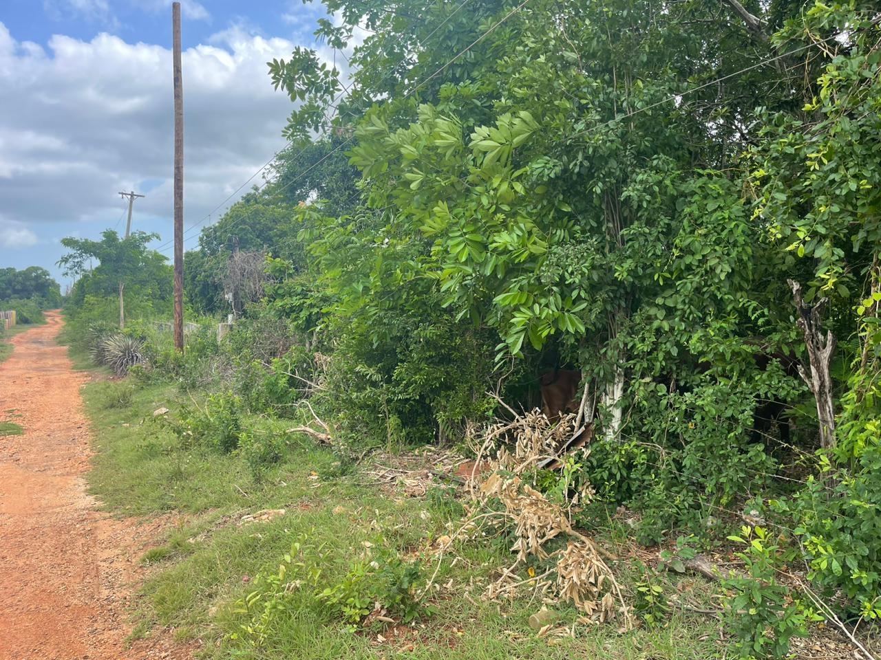 Nineteenth image of Bellevue , St. John's P.a in Bellevue, St. Catherine, Jamaica - property is For Sale