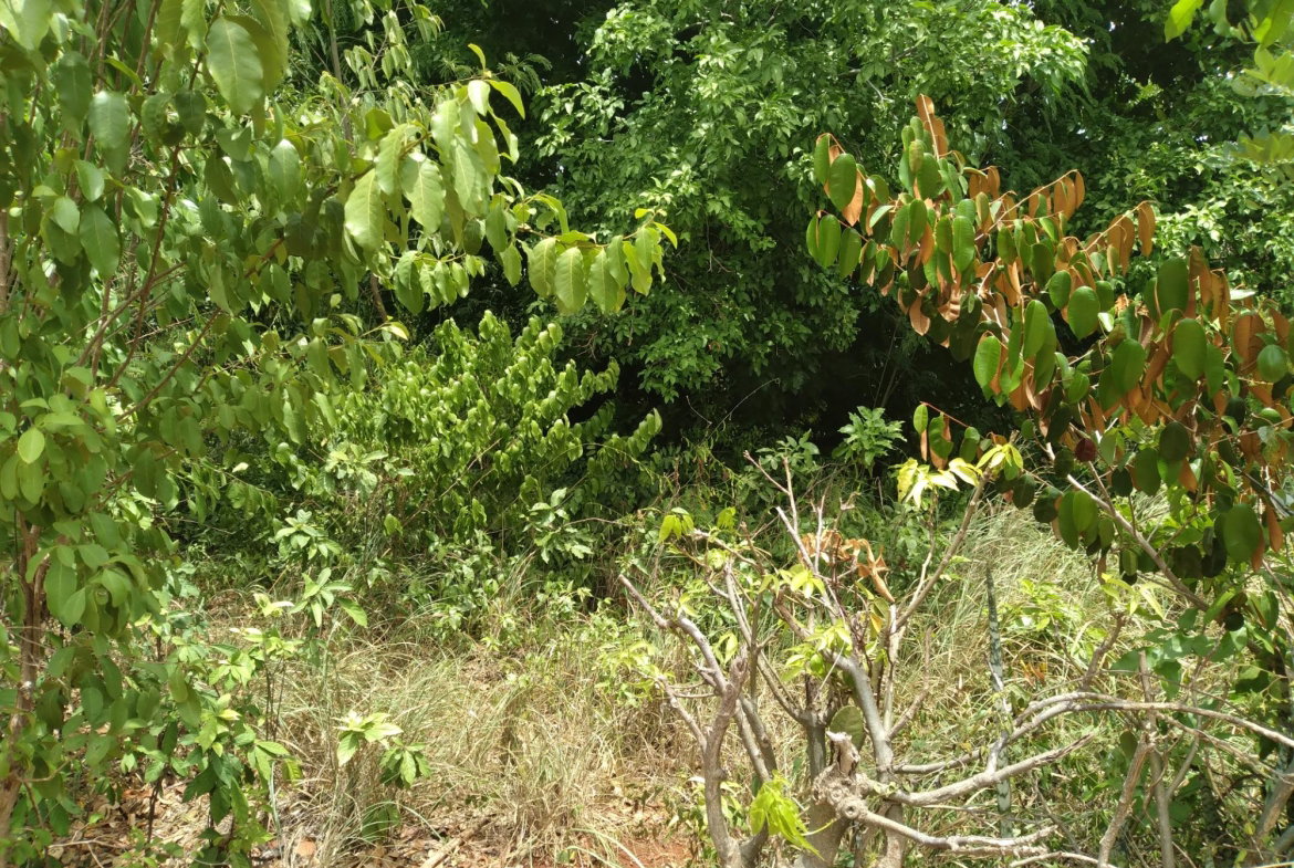 Fourth image of Bellevue , St. John's P.a in Bellevue, St. Catherine, Jamaica - property is For Sale