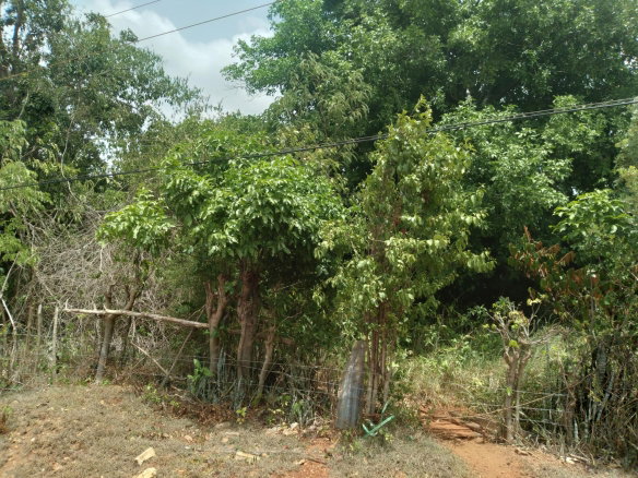 First image of Bellevue , St. John's P.a in Bellevue, St. Catherine, Jamaica - property is For Sale