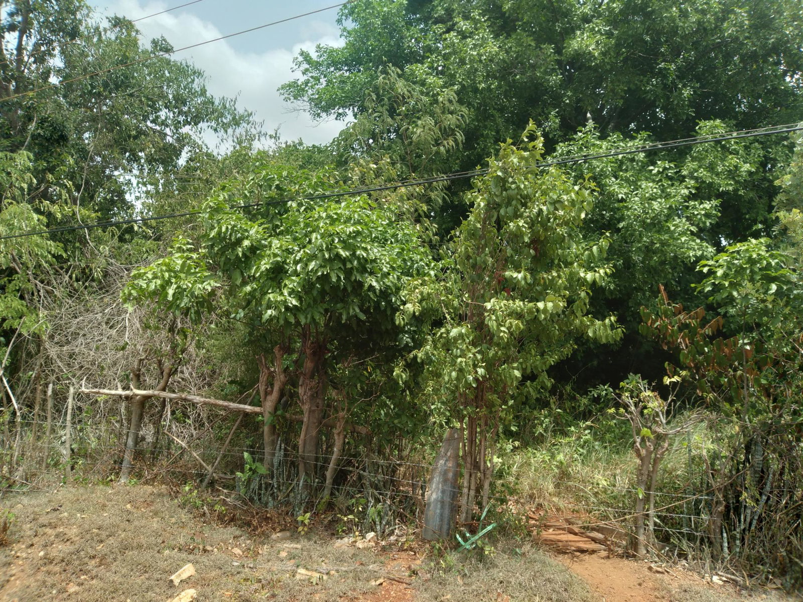 First image of Bellevue , St. John's P.a in Bellevue, St. Catherine, Jamaica - property is For Sale