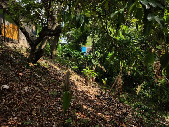 Eleventh image of Breadnut Hill in Breadnut Hill, St. Ann, Jamaica - property is For Sale