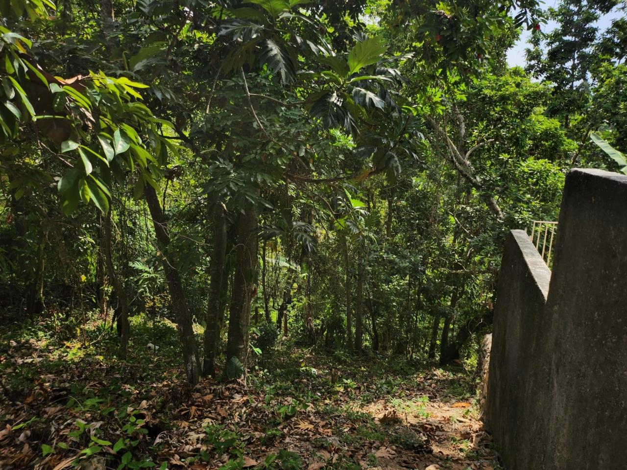Twelfth image of Breadnut Hill in Breadnut Hill, St. Ann, Jamaica - property is For Sale