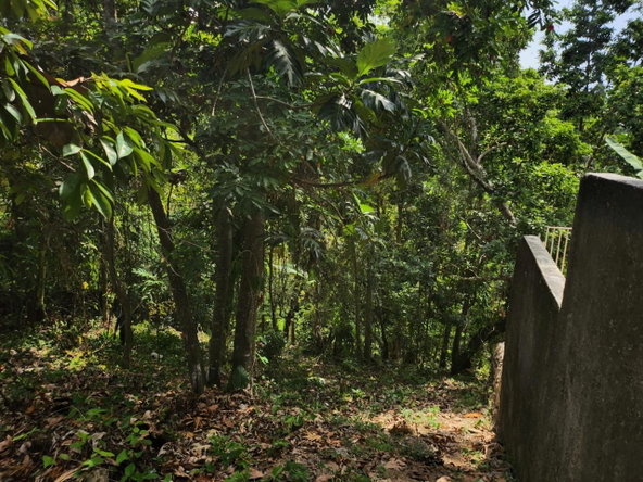 Twelfth image of Breadnut Hill in Breadnut Hill, St. Ann, Jamaica - property is For Sale