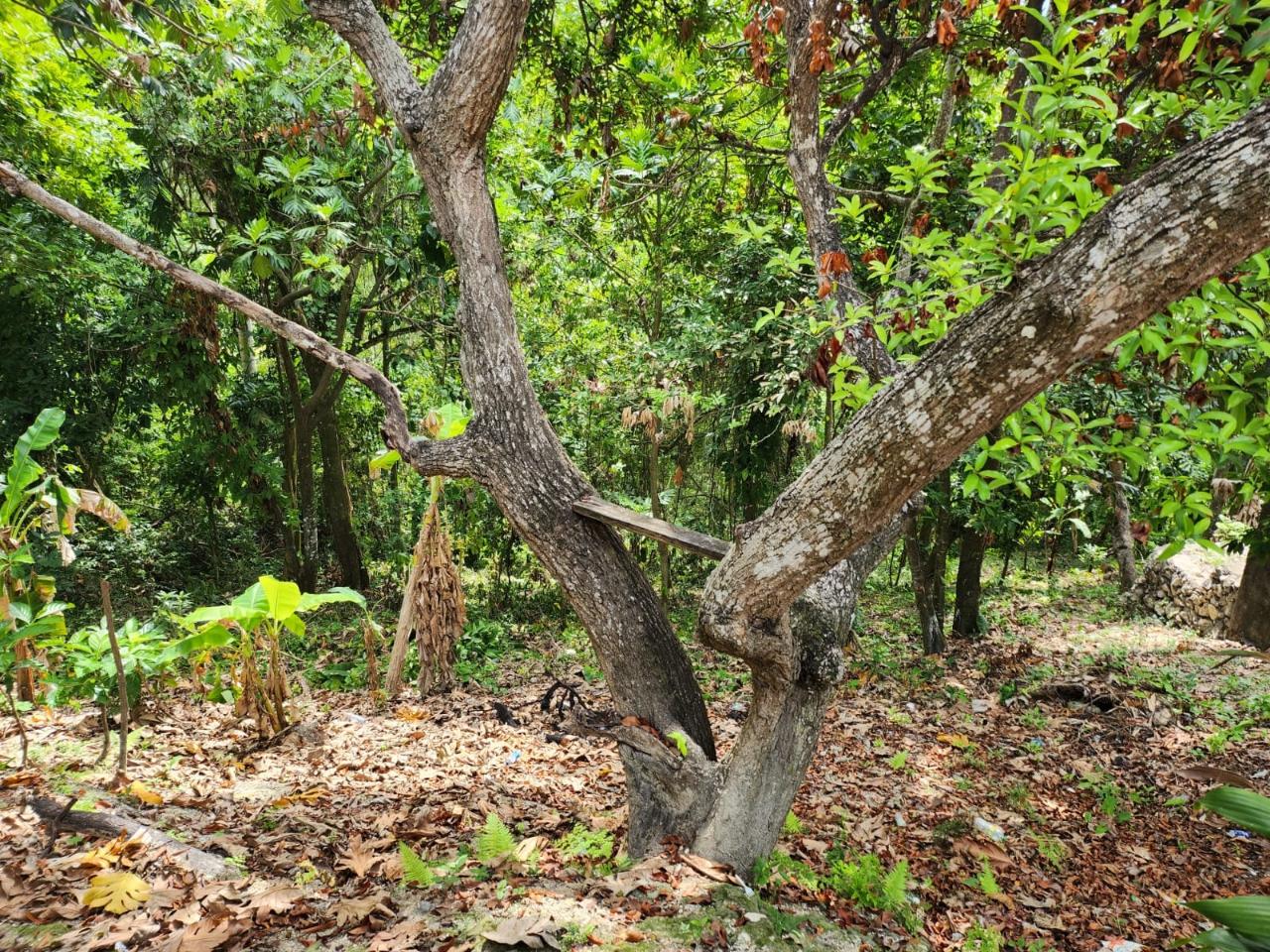Thirteenth image of Breadnut Hill in Breadnut Hill, St. Ann, Jamaica - property is For Sale