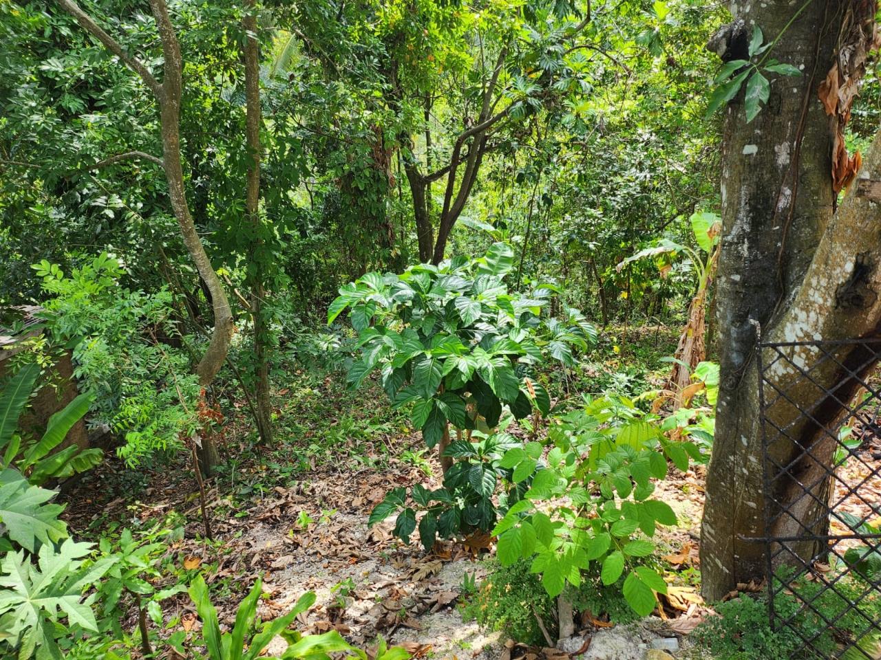 Fifth image of Breadnut Hill in Breadnut Hill, St. Ann, Jamaica - property is For Sale