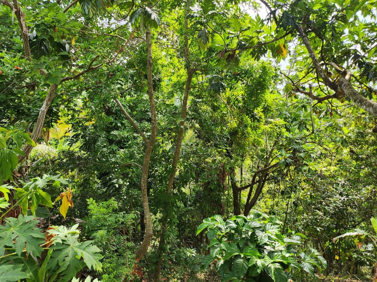 Sixth image of Breadnut Hill in Breadnut Hill, St. Ann, Jamaica - property is For Sale
