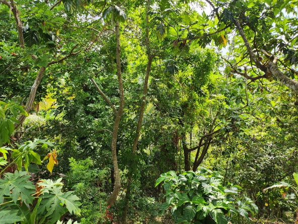 Sixth image of Breadnut Hill in Breadnut Hill, St. Ann, Jamaica - property is For Sale