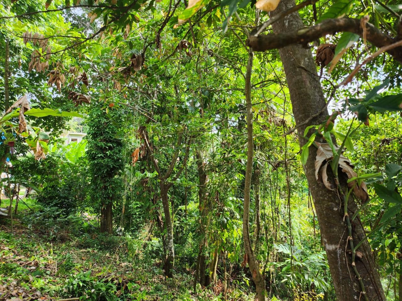 Seventh image of Breadnut Hill in Breadnut Hill, St. Ann, Jamaica - property is For Sale