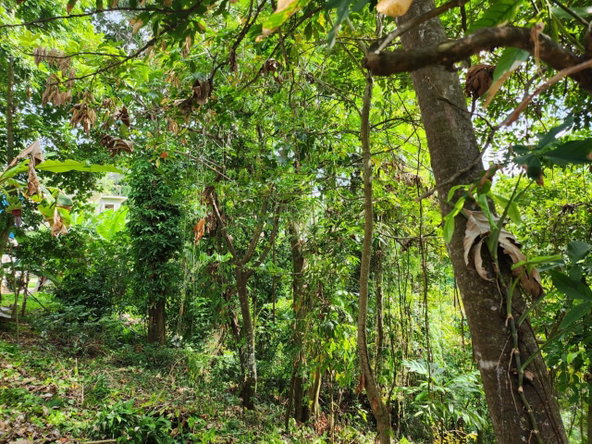 Seventh image of Breadnut Hill in Breadnut Hill, St. Ann, Jamaica - property is For Sale