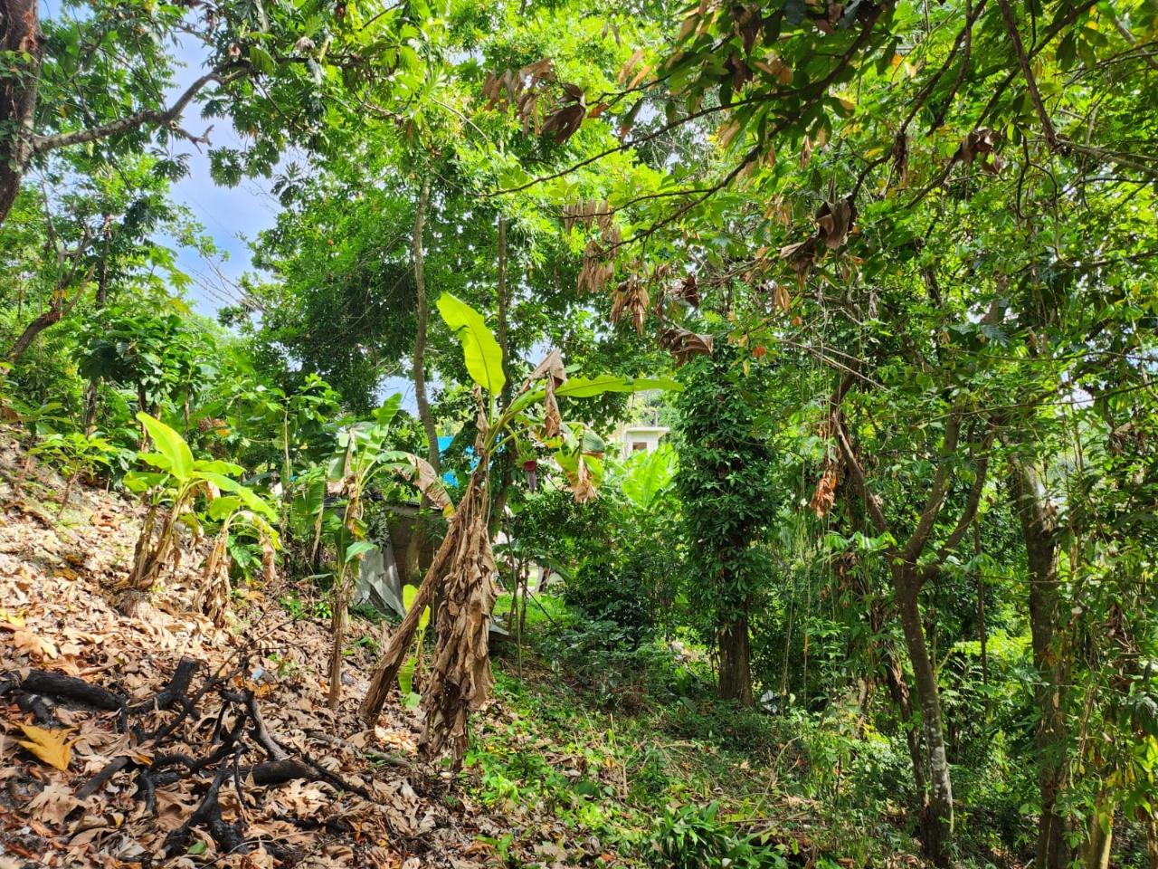 Eighth image of Breadnut Hill in Breadnut Hill, St. Ann, Jamaica - property is For Sale