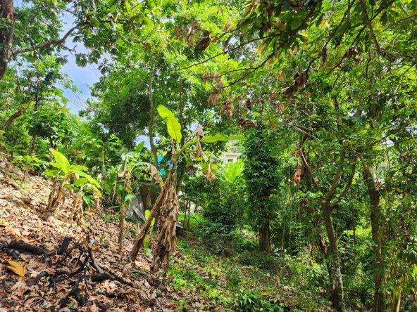 Eighth image of Breadnut Hill in Breadnut Hill, St. Ann, Jamaica - property is For Sale