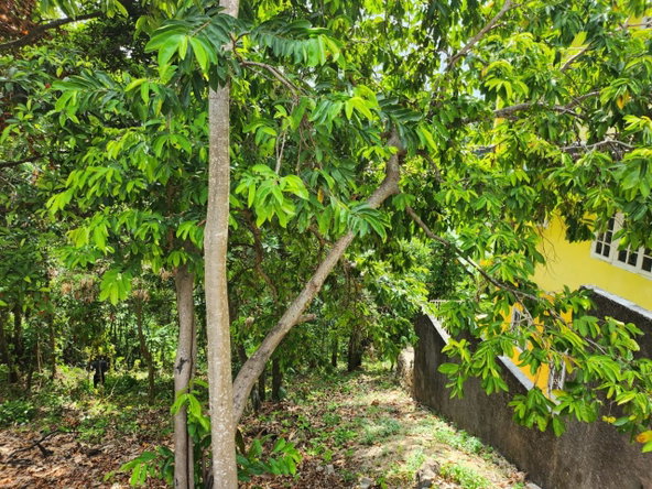 Ninth image of Breadnut Hill in Breadnut Hill, St. Ann, Jamaica - property is For Sale
