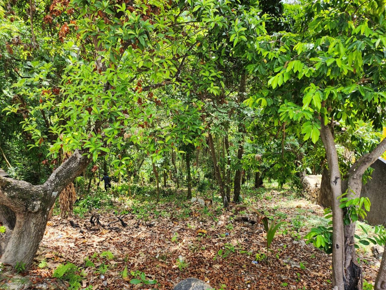 Tenth image of Breadnut Hill in Breadnut Hill, St. Ann, Jamaica - property is For Sale