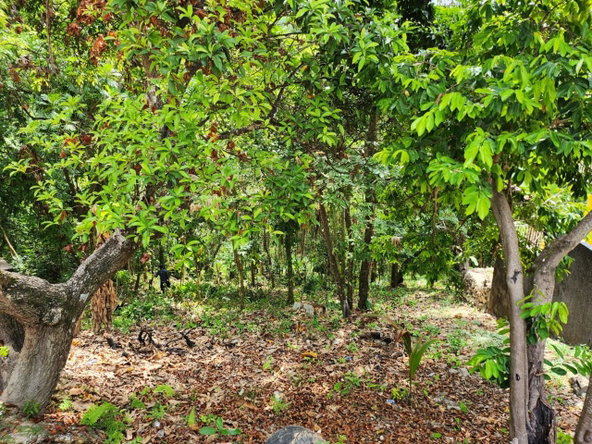 Tenth image of Breadnut Hill in Breadnut Hill, St. Ann, Jamaica - property is For Sale