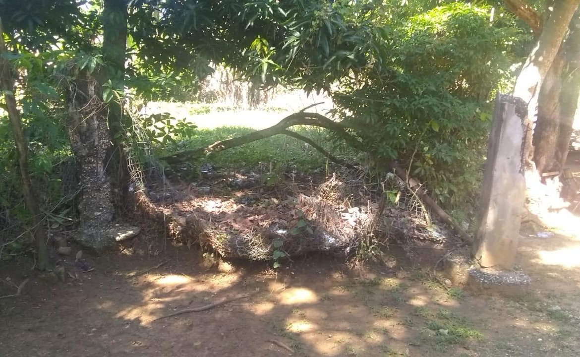 Second image of Burnt Savannah in Frome, Westmoreland, Jamaica - property is For Sale