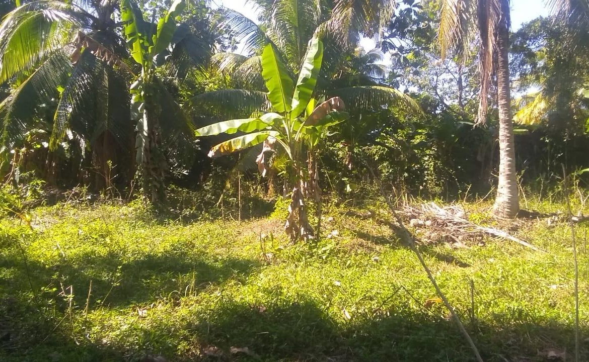 Third image of Burnt Savannah in Frome, Westmoreland, Jamaica - property is For Sale