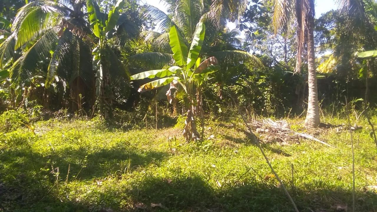 Third image of Burnt Savannah in Frome, Westmoreland, Jamaica - property is For Sale