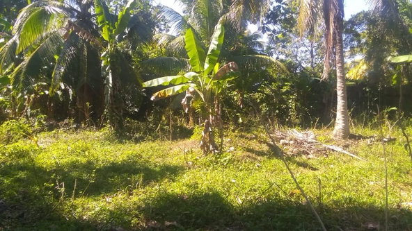 Third image of Burnt Savannah in Frome, Westmoreland, Jamaica - property is For Sale