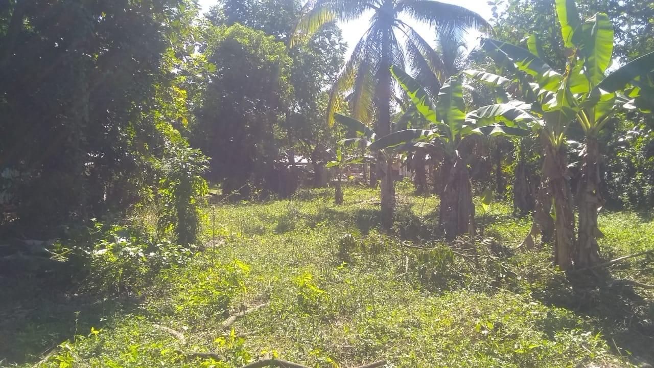 Fourth image of Burnt Savannah in Frome, Westmoreland, Jamaica - property is For Sale