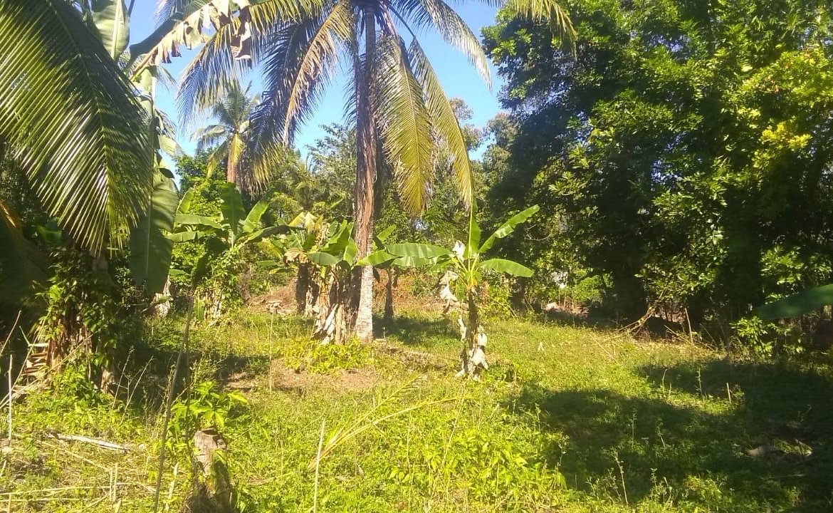 Fifth image of Burnt Savannah in Frome, Westmoreland, Jamaica - property is For Sale