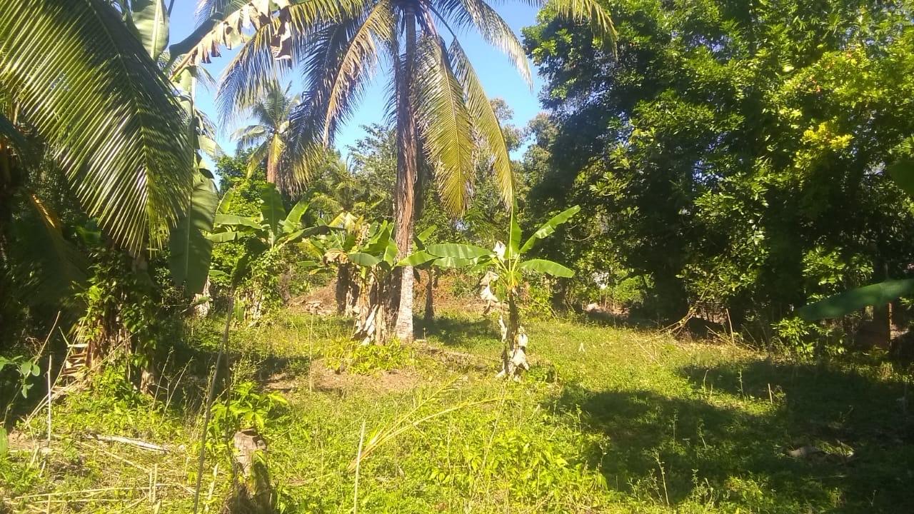 Fifth image of Burnt Savannah in Frome, Westmoreland, Jamaica - property is For Sale