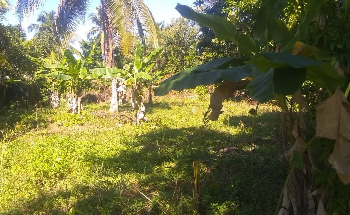 Sixth image of Burnt Savannah in Frome, Westmoreland, Jamaica - property is For Sale