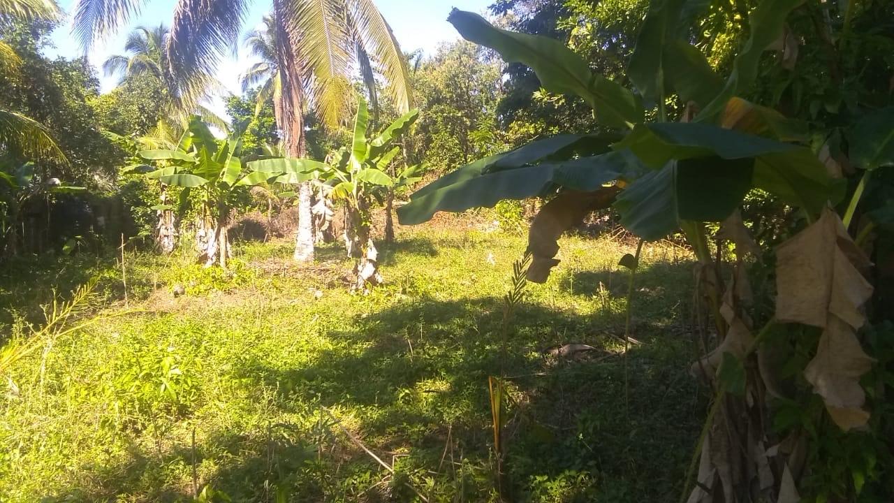 Sixth image of Burnt Savannah in Frome, Westmoreland, Jamaica - property is For Sale