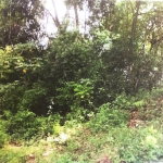 First image of Lot#145-puie Drive Cardiff Hall, St. Ann in Runaway Bay, St. Ann, Jamaica - property is For Sale