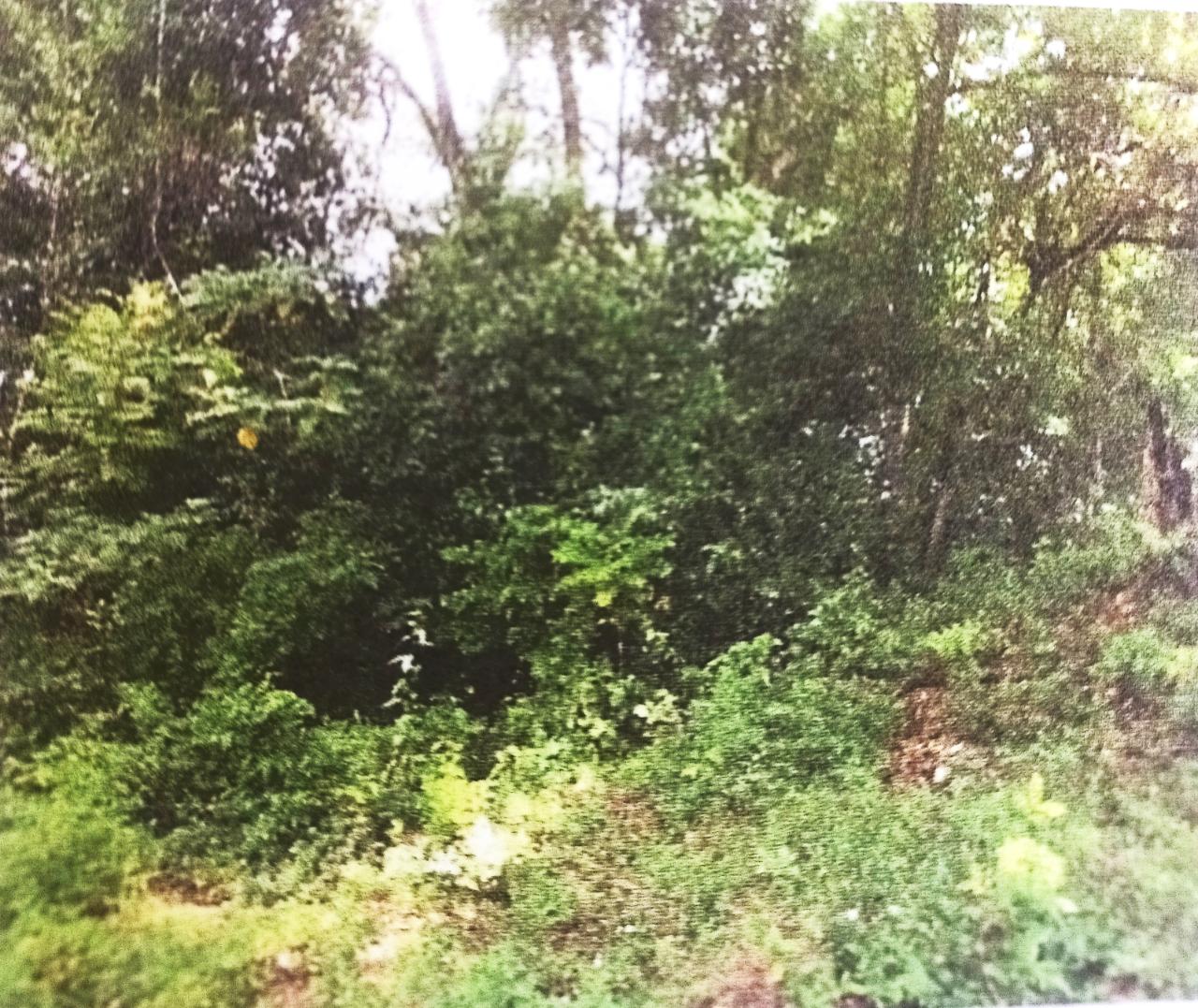 First image of Lot#145-puie Drive Cardiff Hall, St. Ann in Runaway Bay, St. Ann, Jamaica - property is For Sale