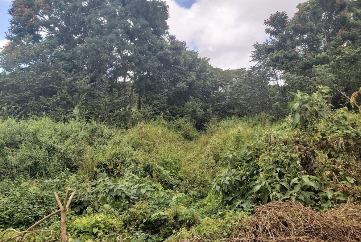 Third image of Lot #6 Content Adelphi in Adelphi, St. James, Jamaica - property is For Sale