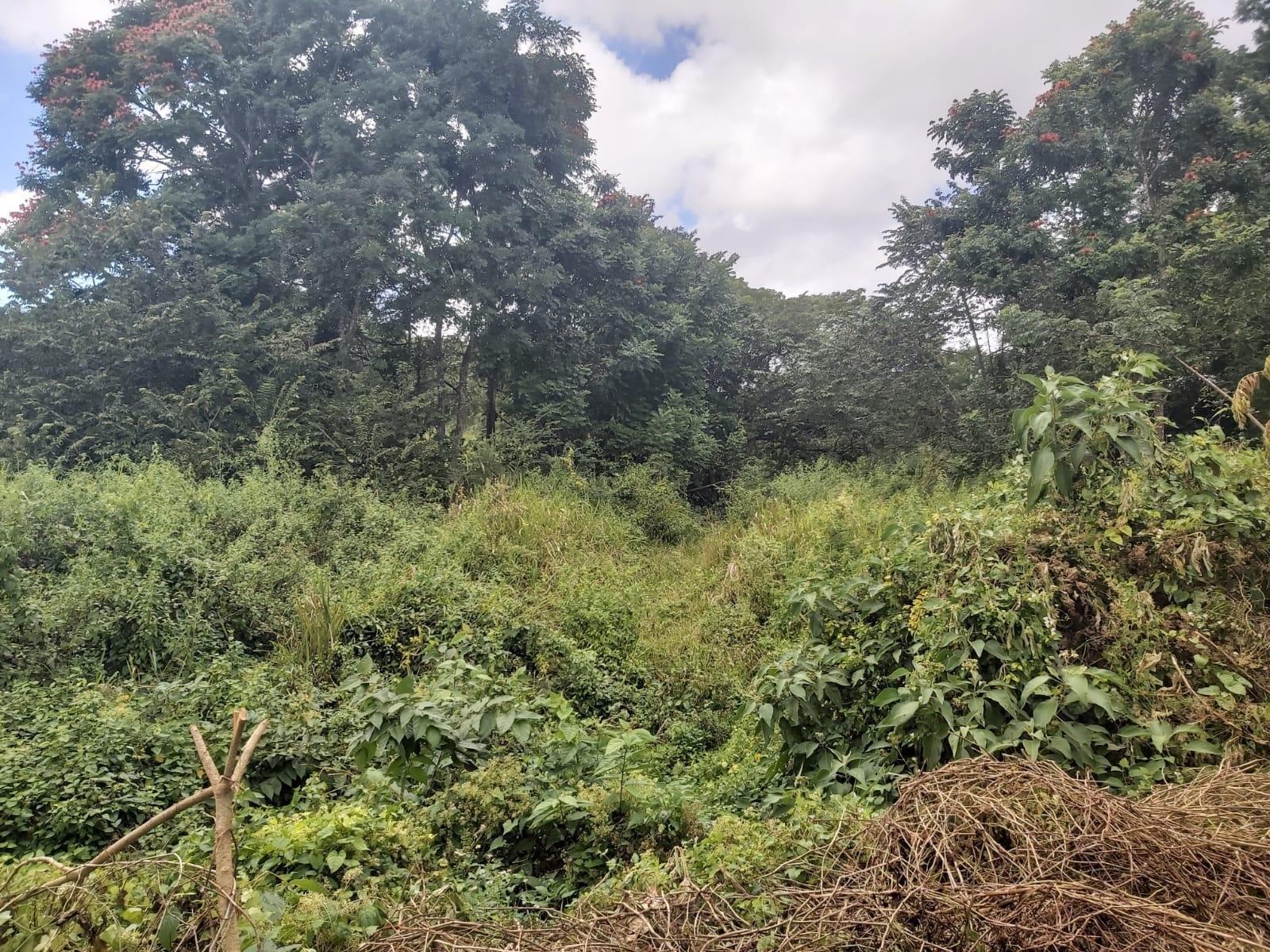 Third image of Lot #6 Content Adelphi in Adelphi, St. James, Jamaica - property is For Sale