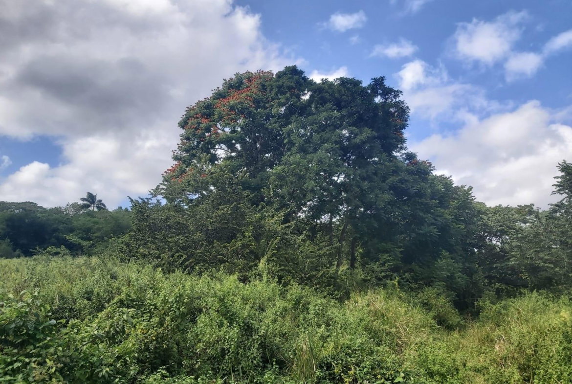 Fourth image of Lot #6 Content Adelphi in Adelphi, St. James, Jamaica - property is For Sale