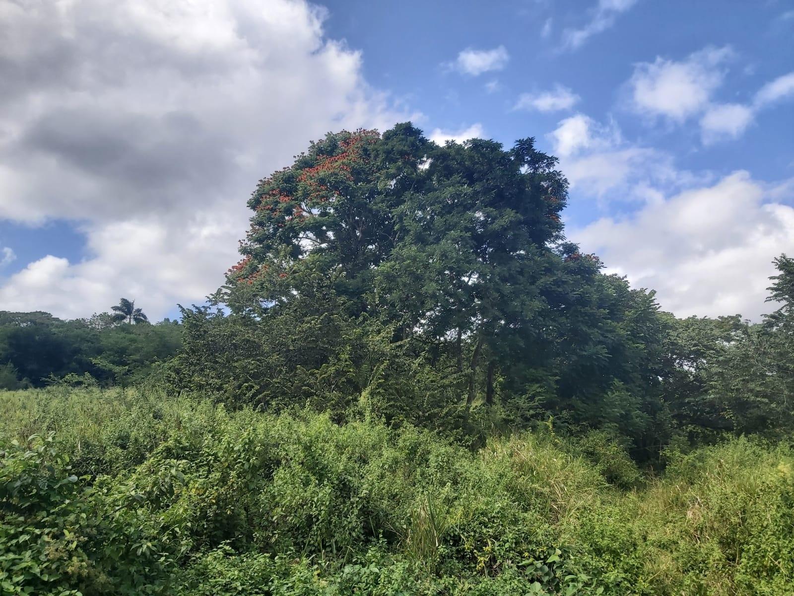 Fourth image of Lot #6 Content Adelphi in Adelphi, St. James, Jamaica - property is For Sale