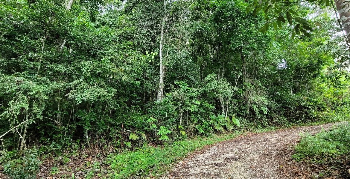 Fourth image of 85 Coopers Hill in Kingston 19, St. Andrew, Jamaica - property is For Sale
