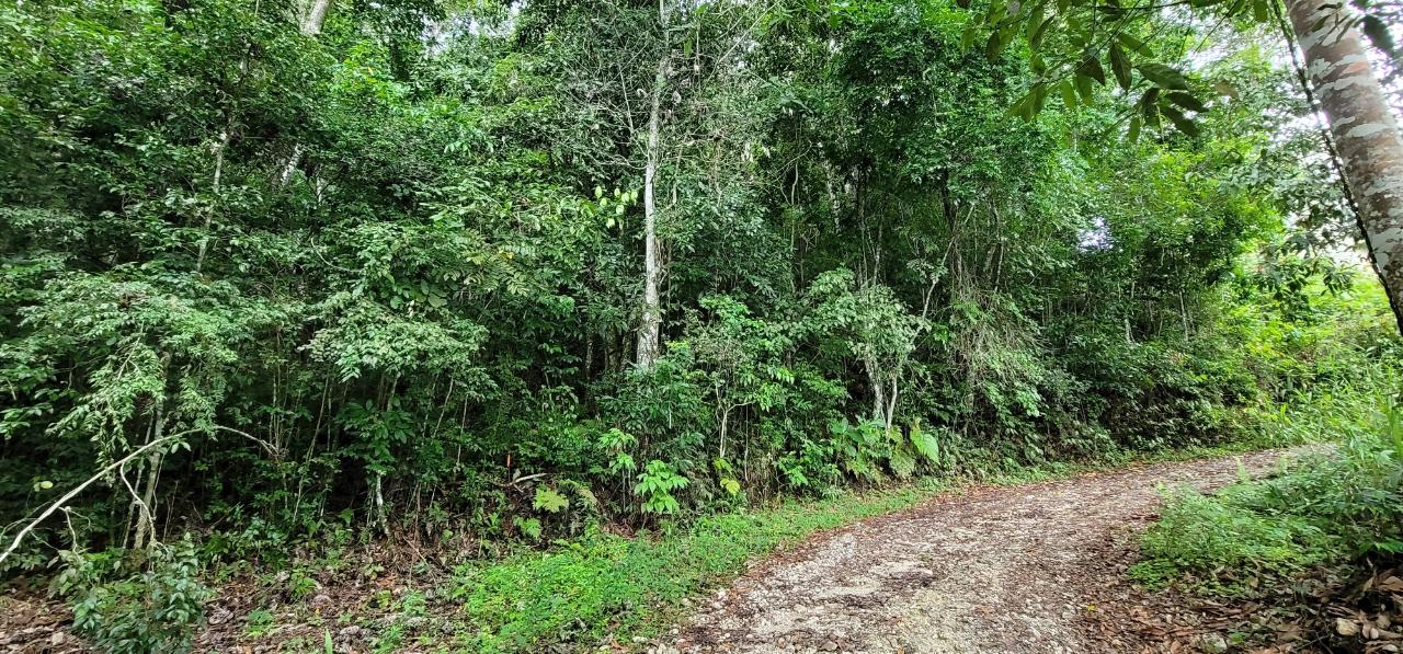 Fourth image of 85 Coopers Hill in Kingston 19, St. Andrew, Jamaica - property is For Sale