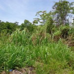 First image of Lot 11 Abraham Road in Red Hills, St. Andrew, Jamaica - property is For Sale