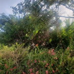 First image of Cousin Cove in Cousins Cove, Hanover, Jamaica - property is For Sale