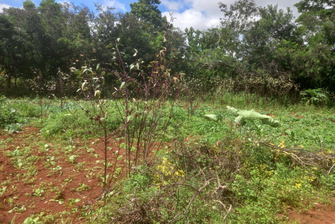 First image of Dalkeith Manchester in Knockpatrick, Manchester, Jamaica - property is For Sale