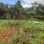First image of Dalkeith Manchester in Knockpatrick, Manchester, Jamaica - property is For Sale