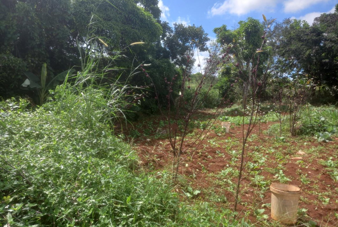Fourth image of Dalkeith Manchester in Knockpatrick, Manchester, Jamaica - property is For Sale
