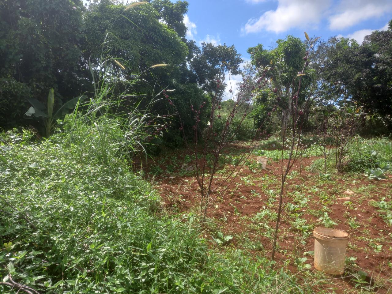 Residential-Lot-for-Sale-in-Daleys-Grove-Manchester-Build-Your-Dream-Home Fourth image of Dalkeith Manchester in Knockpatrick, Manchester, Jamaica - property is For Sale