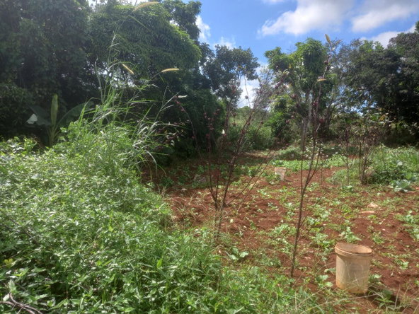 Fourth image of Dalkeith Manchester in Knockpatrick, Manchester, Jamaica - property is For Sale