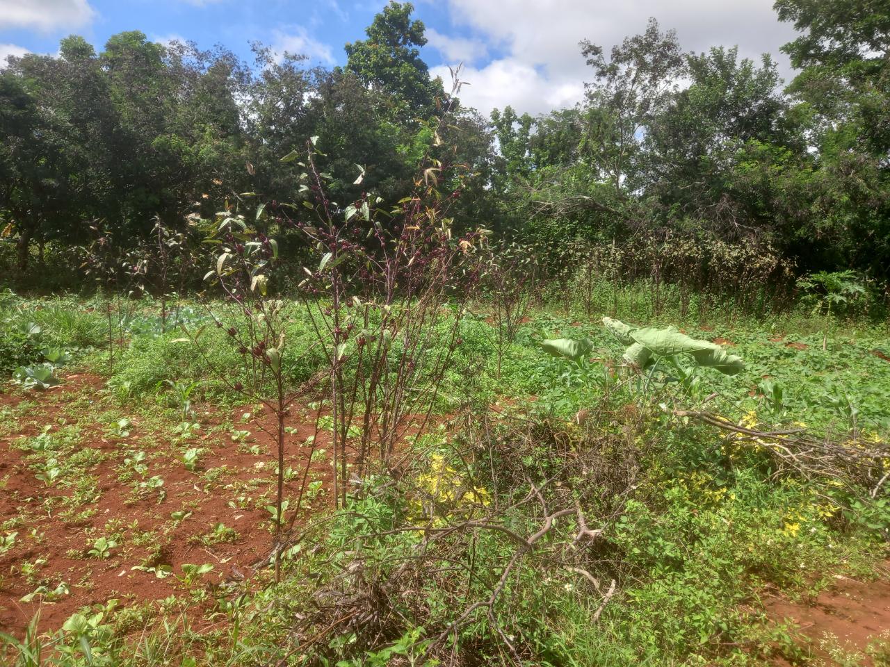 Residential-Lot-for-Sale-in-Daleys-Grove-Manchester-Build-Your-Dream-Home First image of Dalkeith Manchester in Knockpatrick, Manchester, Jamaica - property is For Sale