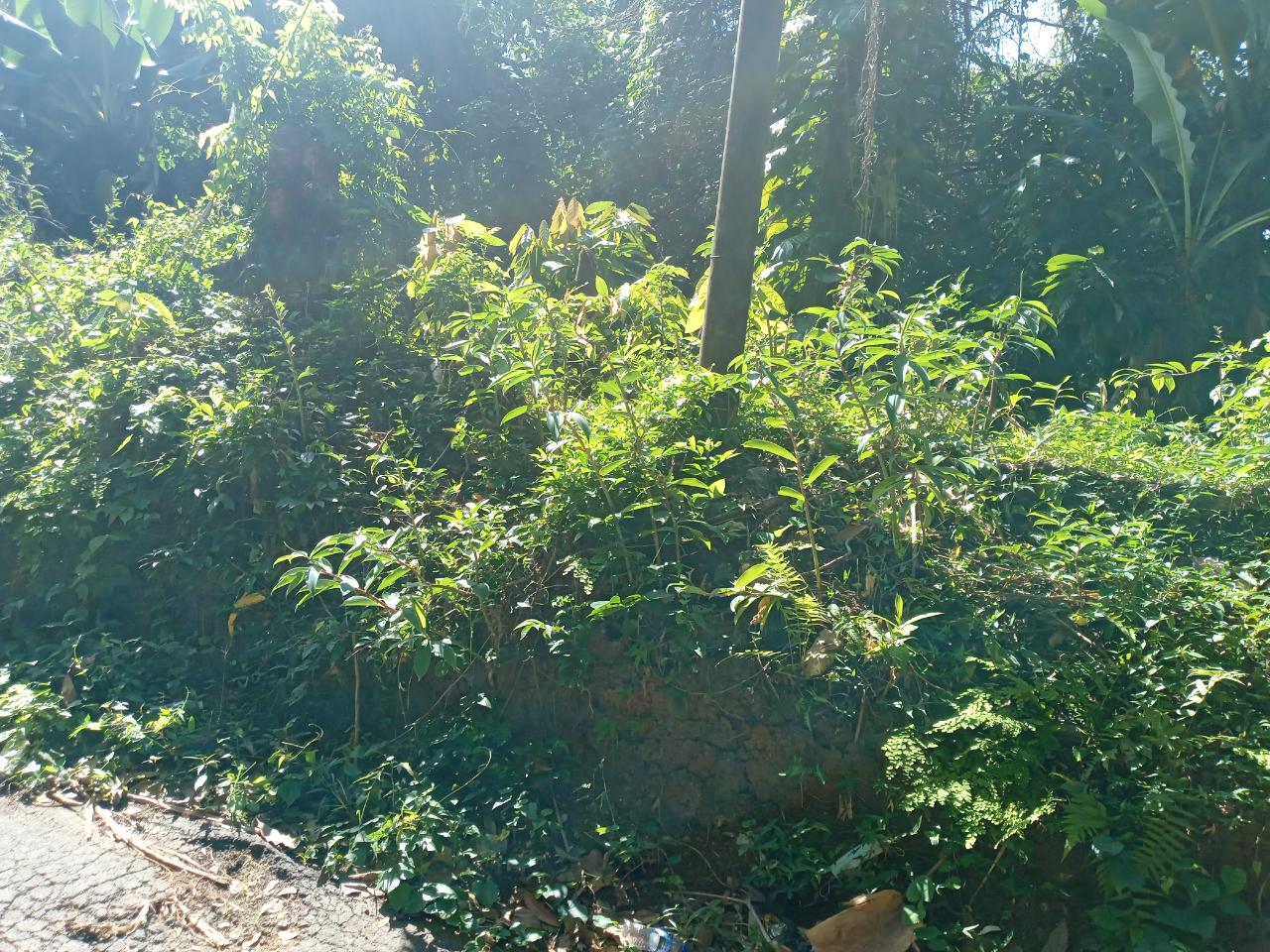 Second image of Dalmally Cacoon, Dias Hanover in Dias, Hanover, Jamaica - property is For Sale