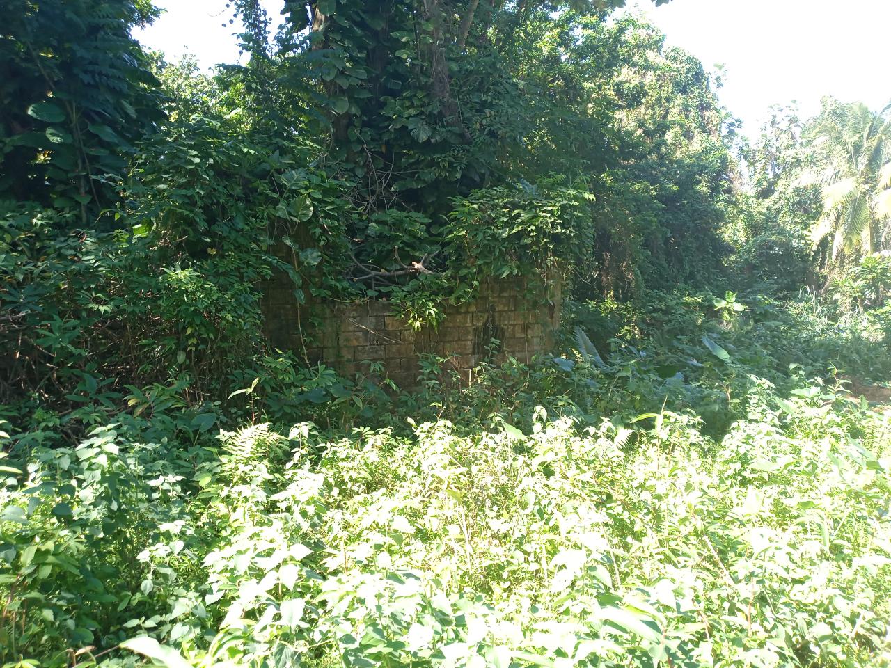 Eleventh image of Dalmally Cacoon, Dias Hanover in Dias, Hanover, Jamaica - property is For Sale