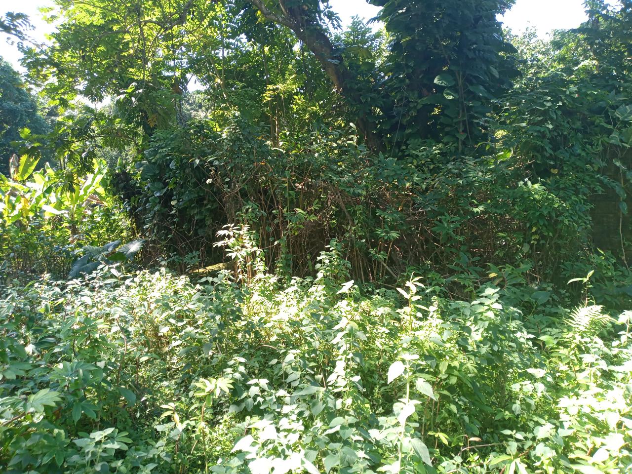 Twelfth image of Dalmally Cacoon, Dias Hanover in Dias, Hanover, Jamaica - property is For Sale