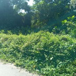 First image of Dalmally Cacoon, Dias Hanover in Dias, Hanover, Jamaica - property is For Sale