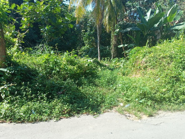 Third image of Dalmally Cacoon, Dias Hanover in Dias, Hanover, Jamaica - property is For Sale