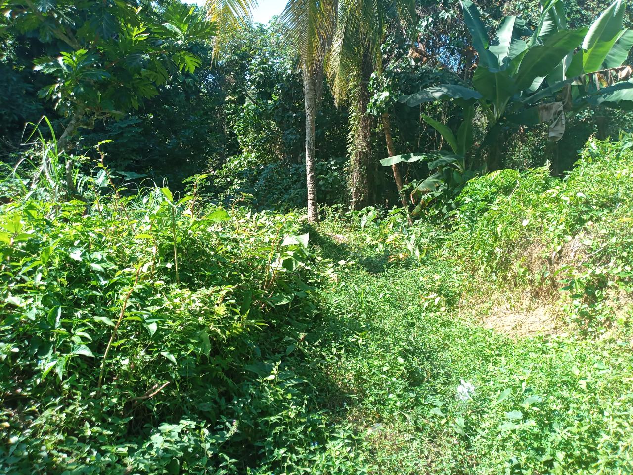 Fourth image of Dalmally Cacoon, Dias Hanover in Dias, Hanover, Jamaica - property is For Sale