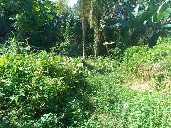 Fourth image of Dalmally Cacoon, Dias Hanover in Dias, Hanover, Jamaica - property is For Sale